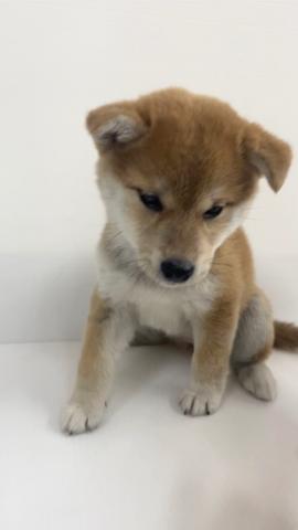 柴犬