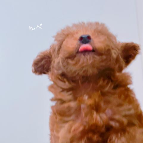 トイプードル