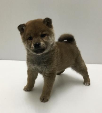 柴犬