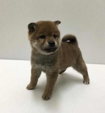 柴犬