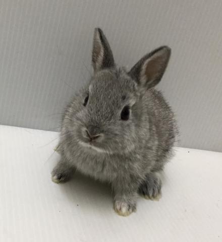 ネザーランドドワーフラビット
