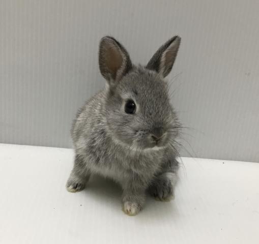 ネザーランドドワーフラビット