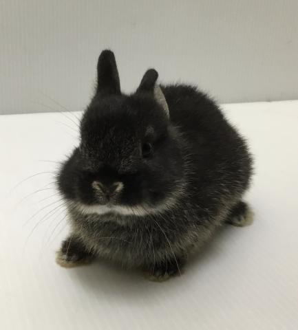 ネザーランドドワーフラビット