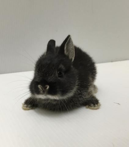 ネザーランドドワーフラビット