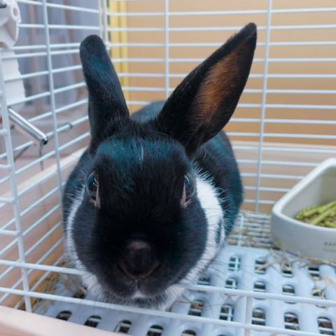 ミニウサギ