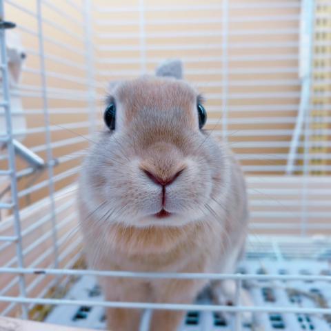 ネザーランドドワーフ