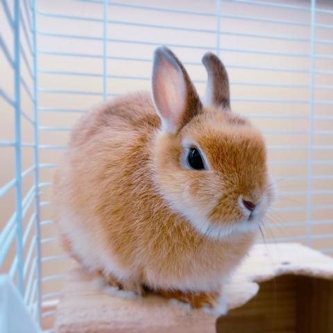 ネザーランドドワーフ