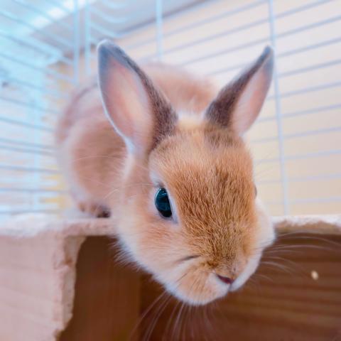 ネザーランドドワーフ