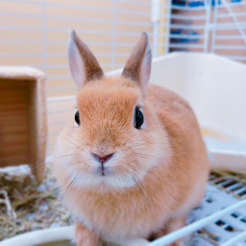 ネザーランドドワーフ