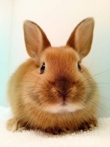 ミニウサギ