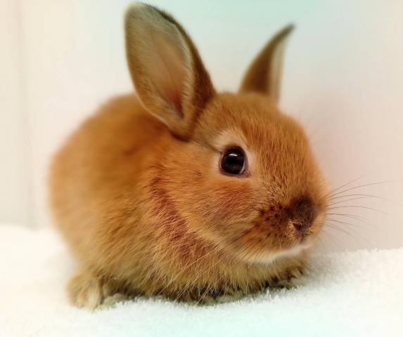 ミニウサギ