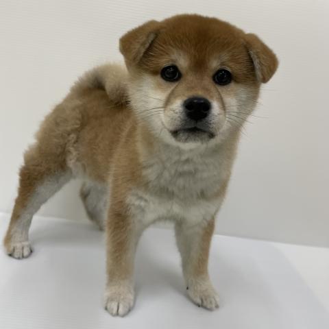 柴犬
