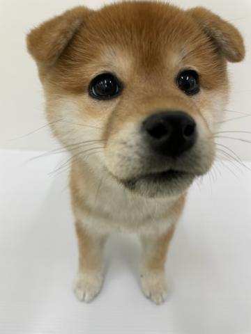 柴犬
