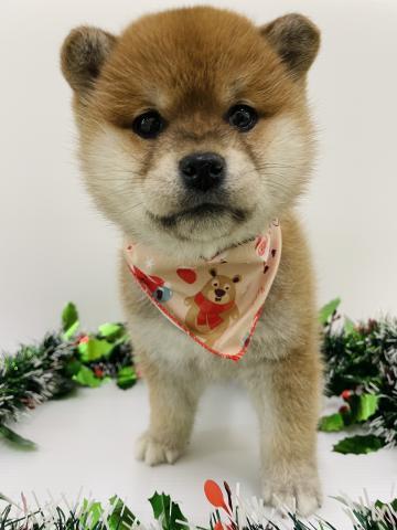 柴犬