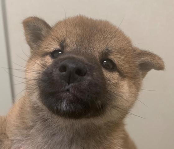 柴犬