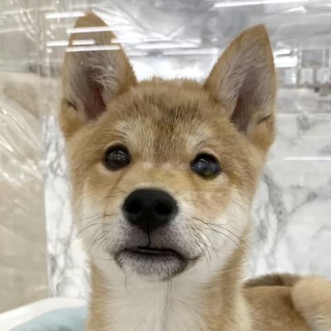 豆柴犬