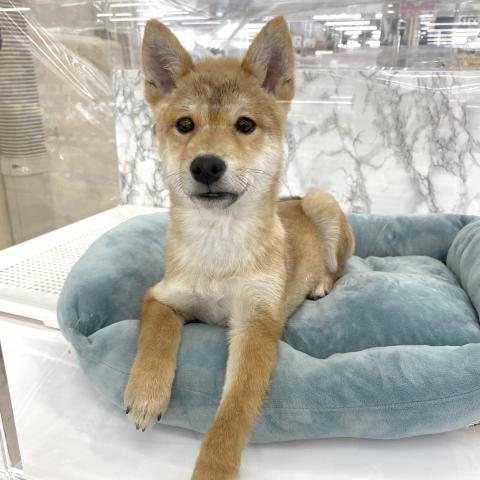 豆柴犬