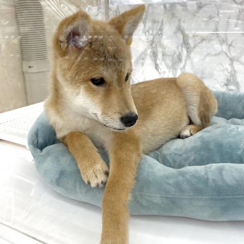 豆柴犬