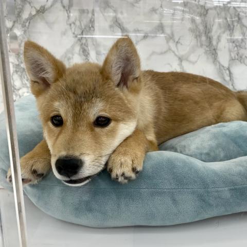 豆柴犬