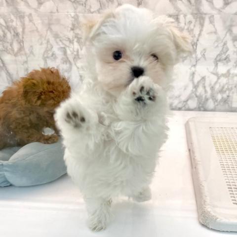 マルチーズ
