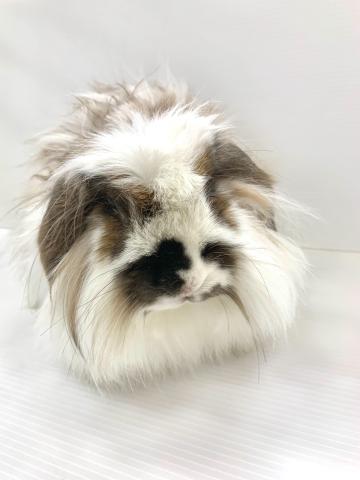 ロップイヤーラビット