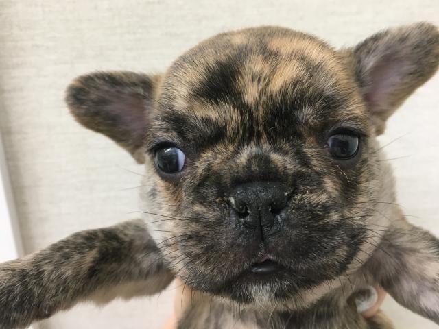 フレンチブルドッグ