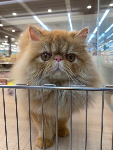 エキゾチックロングヘアー