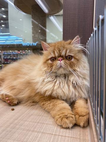 エキゾチックロングヘアー