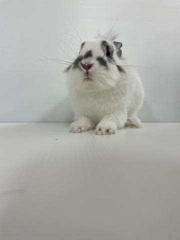 ライオンラビット