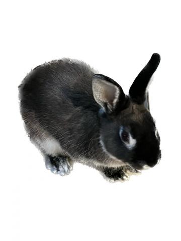 ネザーランドドワーフ