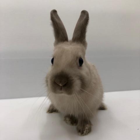ネザーランドドワーフ