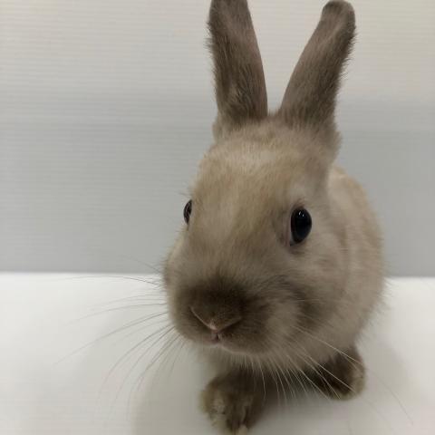 ネザーランドドワーフ