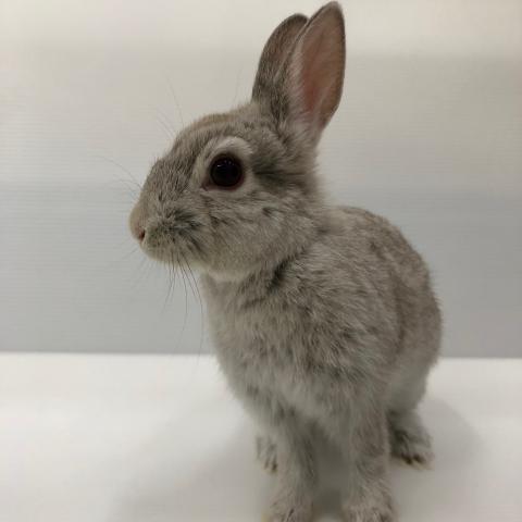ネザーランドドワーフ