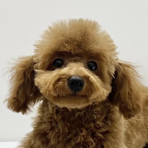 トイプードル