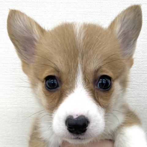 ウェルシュコーギーペンブローク