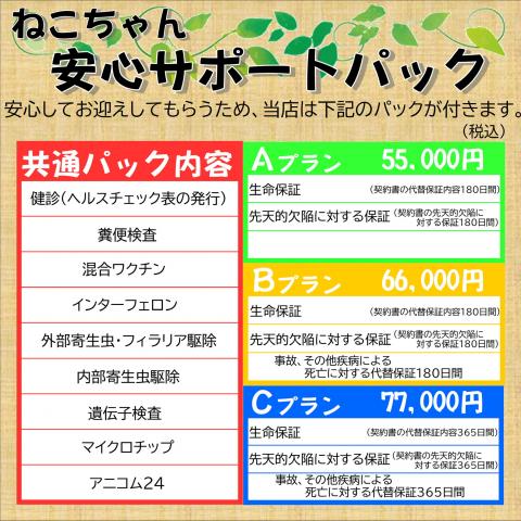 アメリカンショートヘアー
