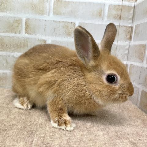 ネザーランドドワーフ