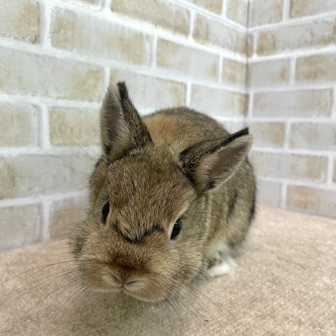 ネザーランドドワーフ