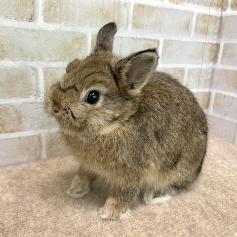ネザーランドドワーフ