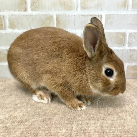 ネザーランドドワーフ