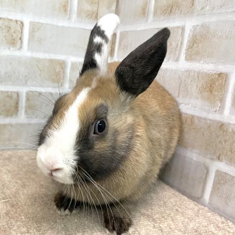 ミニウサギ