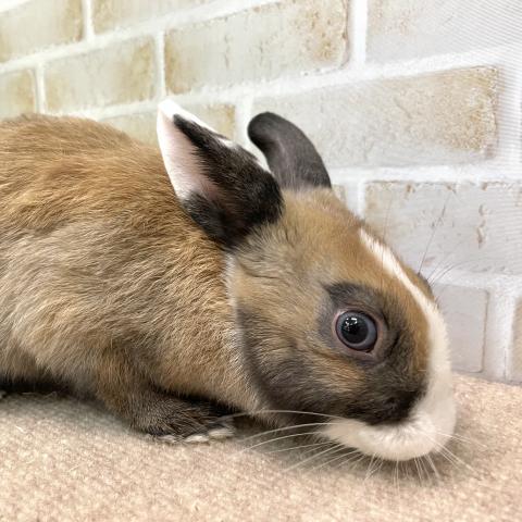 ミニウサギ