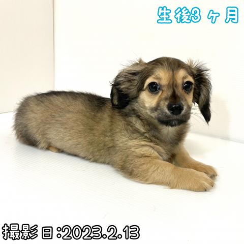 MIX（雑種）