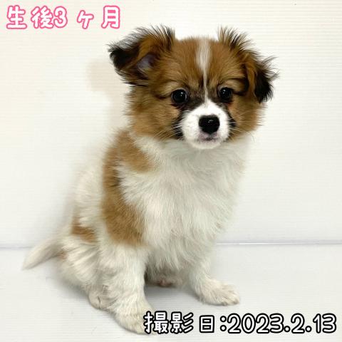 パピヨン