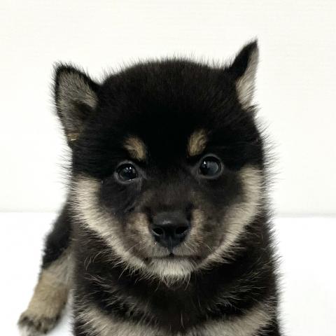 柴犬