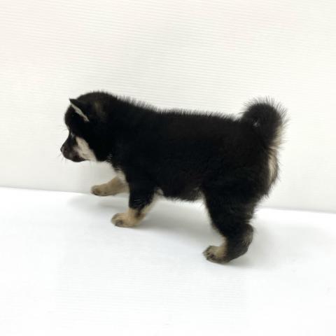 柴犬