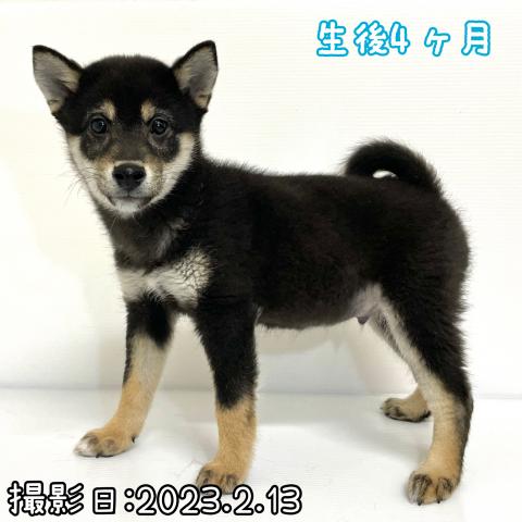 柴犬