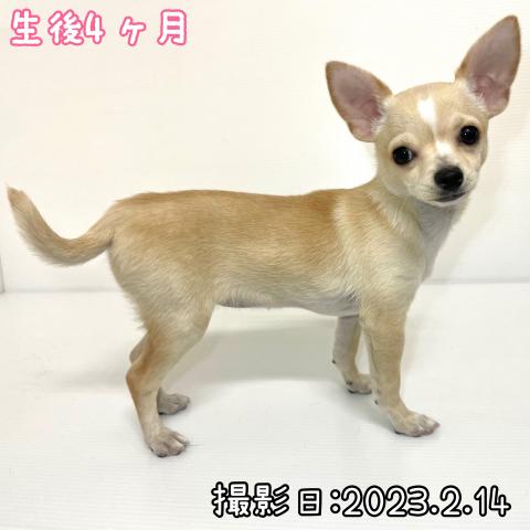 MIX（雑種）