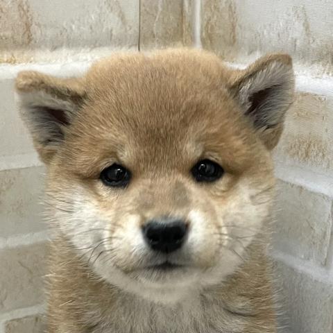 柴犬