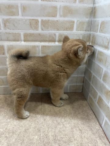 柴犬